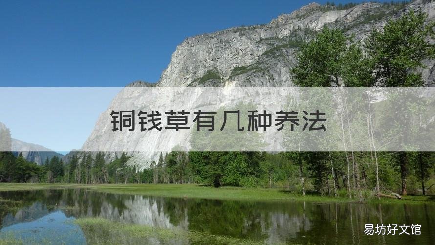 銅錢草有幾種養法 銅錢草有幾種養法圖解