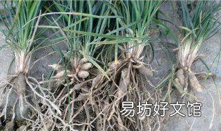 草薛功效作用 薛草根的功效