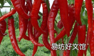 菜椒怎么腌制 菜椒怎么腌制才能脆好吃