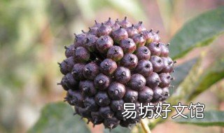 刺五加和什么搭配泡水 刺五加配什么煮水喝好