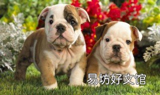 被狗撒尿是运气好吗 沾了狗尿运气会怎么样