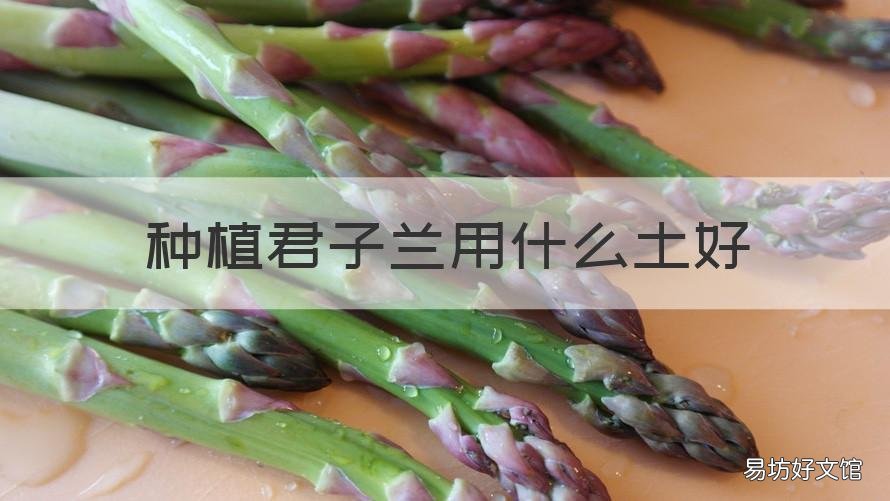 种植君子兰用什么土好 君子兰应该用什么土栽最好