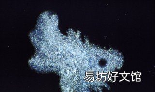 阿米巴是什么意思 阿米巴是什么意思?PPT