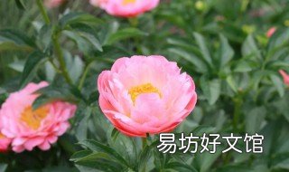 春天栽芍药能开花吗 春天栽芍药能开花吗图片
