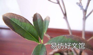 桂花叶子尖干枯怎么了 桂花 叶尖干枯