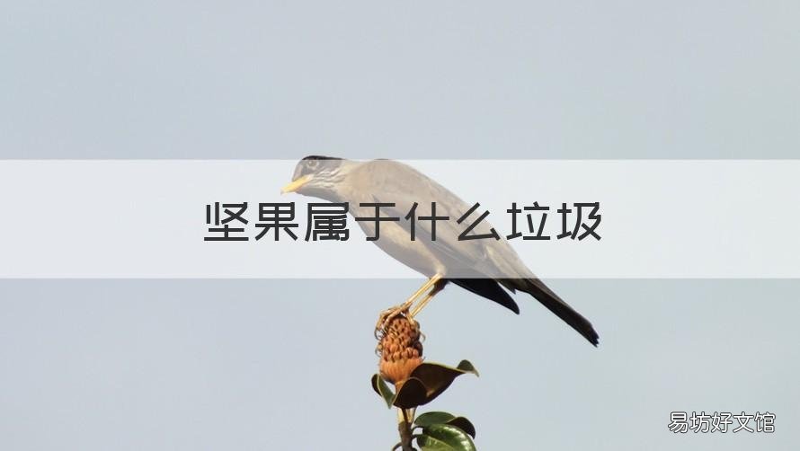 坚果属于什么垃圾 坚果属于什么垃圾分类