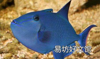 蓝三角鱼饲养方法 六角龙鱼喂养