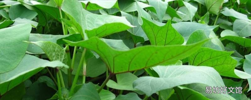 红薯叶微量元素钠钾多少 红薯叶是高钾食物吗