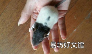 花枝鼠怎么训练 花枝鼠怎么训练吃东西