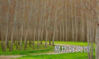 孕妇梦见白杨树 孕妇梦见白杨树是胎梦吗