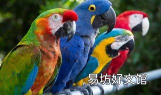 澳洲国王鹦鹉的寿命 澳洲常见鹦鹉