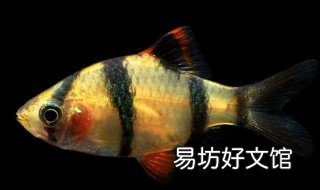小虎皮鱼怎么养 小虎皮鱼养需要加盐吗