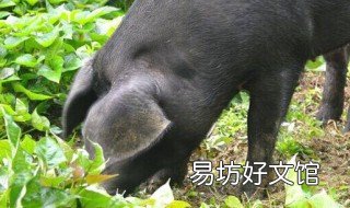 松辽黑猪怎么样 松辽黑种猪