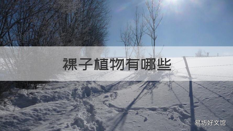 裸子植物有哪些 裸子植物有哪些器官