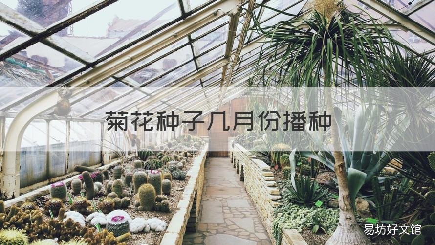 菊花种子几月份播种 菊花种子什么时候播种最好