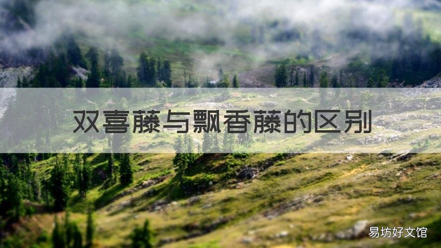 双喜藤与飘香藤的区别 双喜藤与飘香藤的区别在哪里