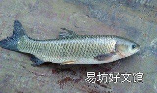草鱼用电饭锅的做法 草鱼鱼锅的家常做法