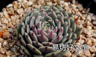 金钱桩怎么养? 金钱老桩怎么养枝插?