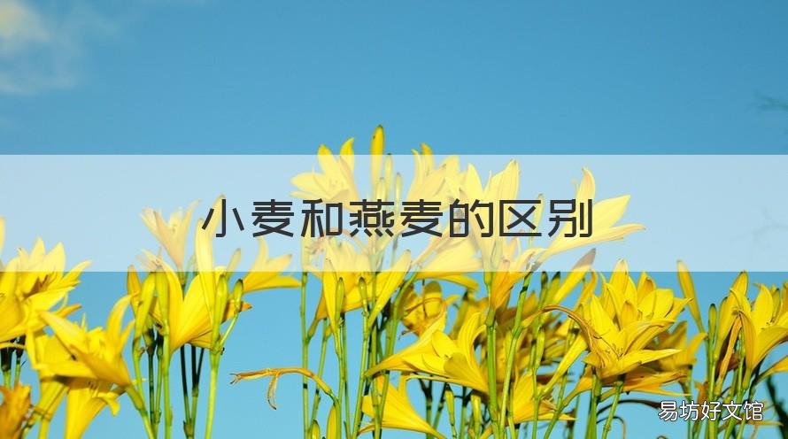 小麦和燕麦的区别 小麦跟燕麦有什么区别