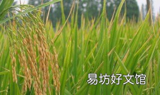 水稻理论测产方法 水稻田间测产方法