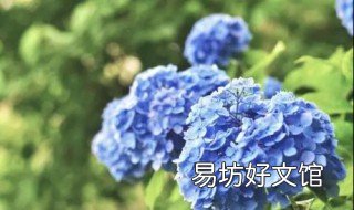 绣球播种教程 绣球育苗方法