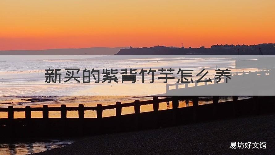 新买的紫背竹芋怎么养 新买的紫背竹芋怎么养活