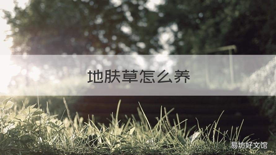 地肤草怎么养 地肤草怎么种植