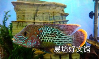 松花石能做鱼缸摆件吗 花岗石可以放鱼缸吗