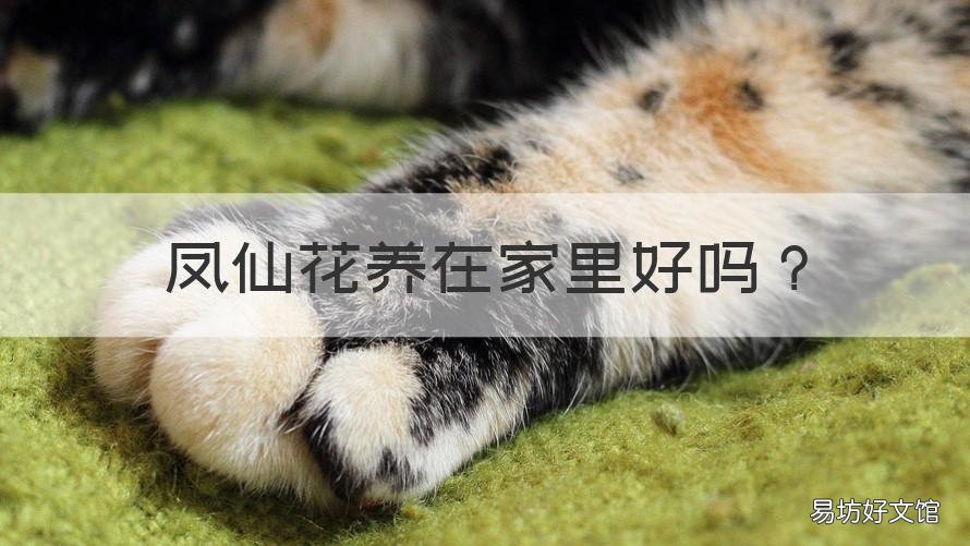 凤仙花养在家里好吗 凤仙花养家里合适吗
