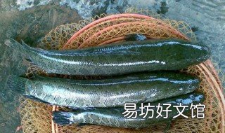 黑鱼鱼苗养殖方法 黑鱼苗的养殖方法