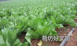 芥菜泡菜怎么做 芥兰泡菜怎么做