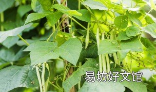 豆角僵苗用什么方法 豆角僵苗图片大全