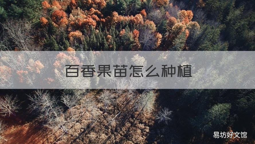 百香果苗怎么种植 百香果苗种植后怎么管理