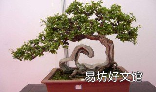雀梅9月份可以挖吗 雀梅九月份能挖吗
