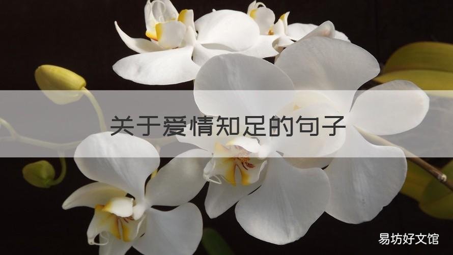关于爱情知足的句子 爱情知足的说说
