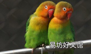 黄翅鹦鹉饲养方法是什么 玄黄鹦鹉怎么养