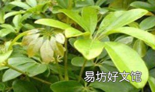 女贞子叶的功效与作用 女贞子的花叶的功效与作用及食用方法