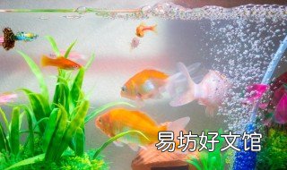 鱼缸细菌屋一般使用寿命是多久 鱼缸细菌屋一般使用寿命是多少
