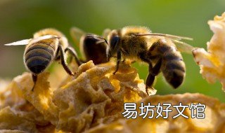 在家怎么诱蜂最快 在家如何诱蜂