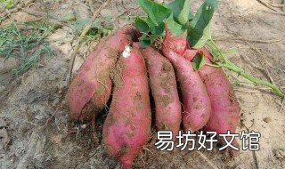 红薯怎么放不烂大街 如何让红薯不烂