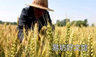 种小麦用二铵好吗? 小麦底肥用二铵