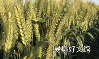 山东矮杆小麦品种 山东矮杆高产小麦种子有哪几种