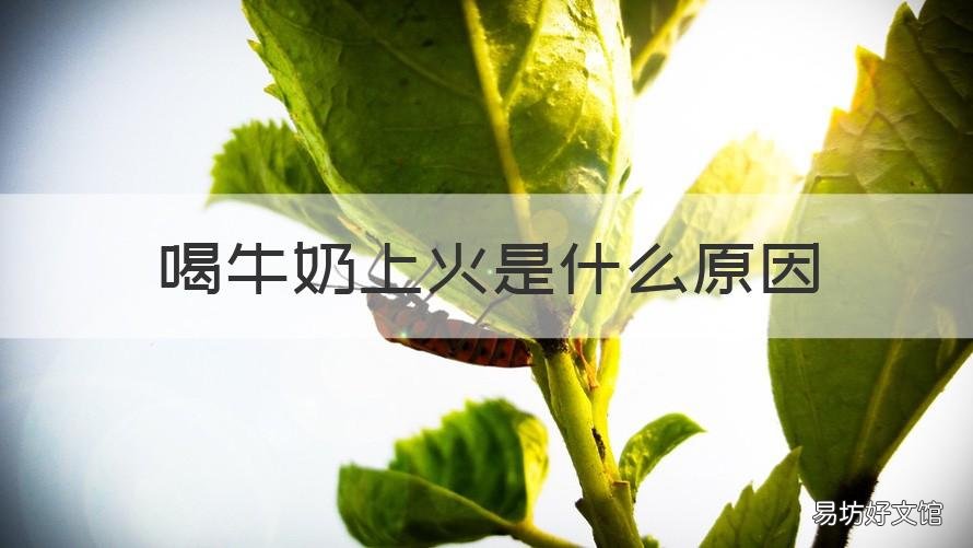喝牛奶上火是什么原因 喝牛奶是上火的吗