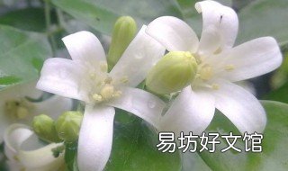 九里香适合放家里吗 九里香能放家里吗