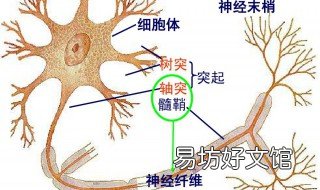 心交感神经末梢释放的递质是 心交感神经末梢释放的递质是 A