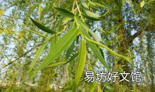 柳树开花是什么征兆 柳树开花是什么征兆图片