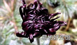 墨菊的花语 关于墨菊的诗句