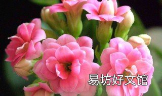 长寿花修剪完的根能用吗 长寿花直接从根部修剪可以吗