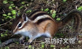 金花鼠饲养方法 金花幼鼠怎么喂养
