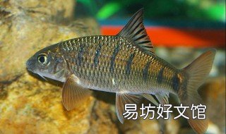 罗氏琴尾鱼饲养方法